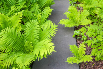 Warsaw, Poland, May 15, 2026. Close up view of vibrant green fern fronds growing along stone garden pathway outdoors. High quality photograph © ULYANA_1995