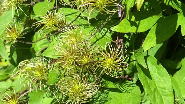 Exploring vibrant plants at a local garden in summer