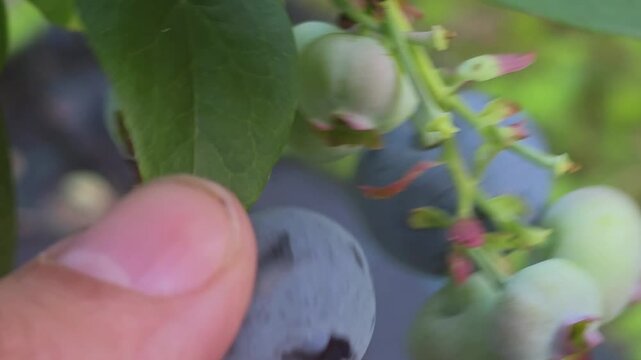 Picking blueberries in a field during summer to enjoy fresh fruit