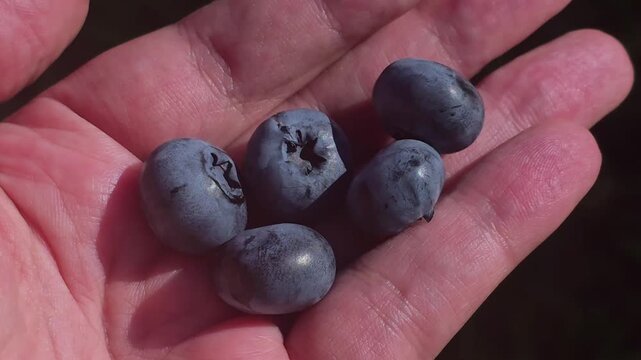 Picking fresh blueberries in a field on a sunny day in summer