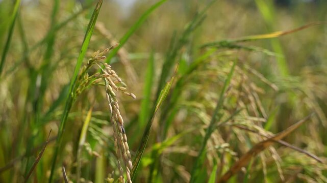 Golden-hued paddy has ripened on the plants cultivated in the field.