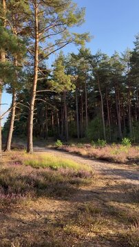 Schwenk &uuml;ber bl&uuml;hende Besenheide (Calluna vulgaris) zu verschlungenen Wegen im Kiefernwald. Heller blauer Himmel und wechselndes Sonnenlicht pr&auml;gen die sommerliche Heidelandschaft.
