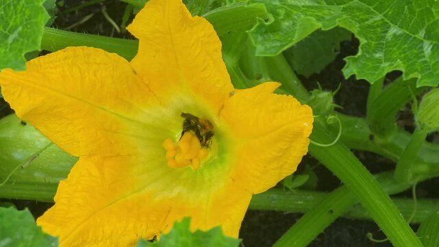 Bees pollinate yellow squash flowers in a garden during summer