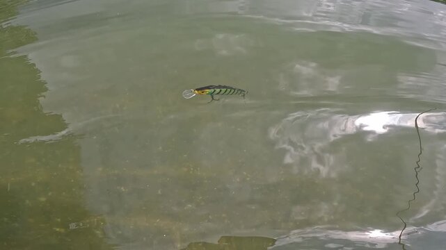 Close up underwater view of wobbler lure swimming in clear shallow water. Hard artificial bait imitating small fish for asp (Leuciscus aspius).