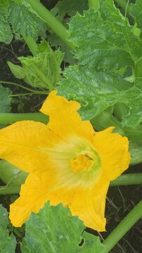 Growing zucchini plants with yellow flowers in a garden