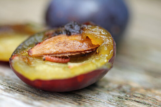 Plums with a plum twig borer caterpillar