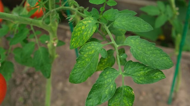 Macro of tomato leaf infected with late blight fungal disease in greenhouse. Phytophthora infestans spots on plant foliage in local hothouse. Crop protection, agronomy and agriculture concept. Real 4K