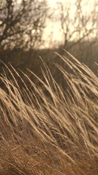 Sunlit dry stems of miscanthus swaying in wind. Calm vertical nature background, autumn meditative Nordic aesthetic. Wabi sabi natural texture. Minimalist botanical overlay. Warm pampas grass vibe
