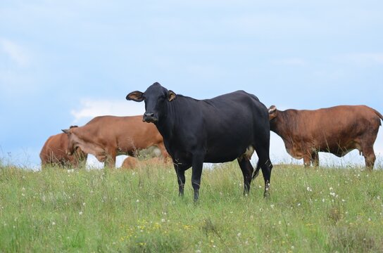 Black Beef Cow Standing in Green Pasture, KZN Midlands