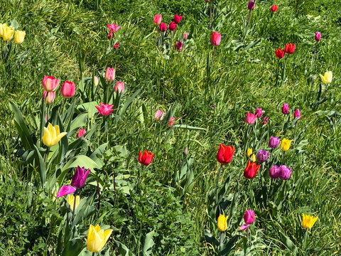 Colorful tulips flowers in field grass