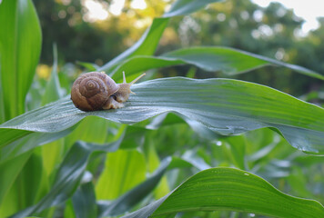 Brown garden snail crawling across a wet green corn leaf in a cultivated field © gicku91