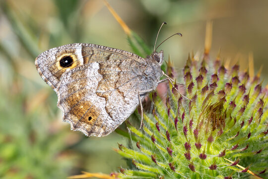 Satyridae / Ağa&ccedil; Karameleği / Tree Grayling / Hipparchia statilinus