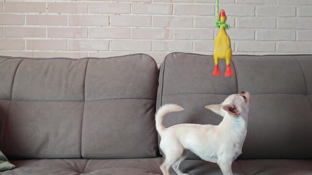 Dog plays with toy on couch in living room during the day