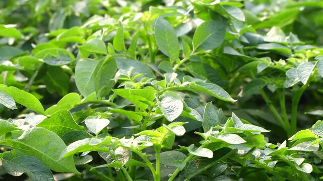 Potato plants have been cultivated in the field.