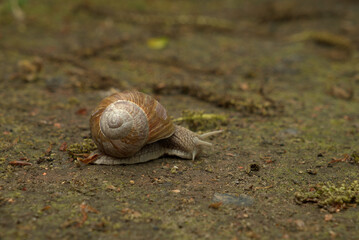 Garden snail crawling across natural ground with soft background © Milovan
