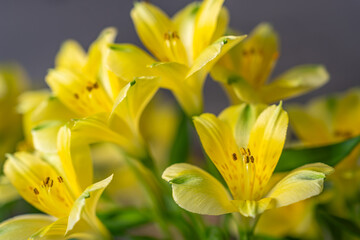 Obraz premium Close-up of vibrant yellow alstroemeria flowers with soft focus background