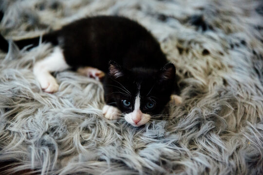 Tuxedo Kitten on Grey Rug