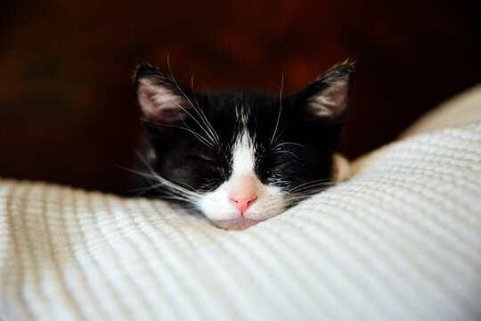 Tudedo Kitten Sleeping on Bed