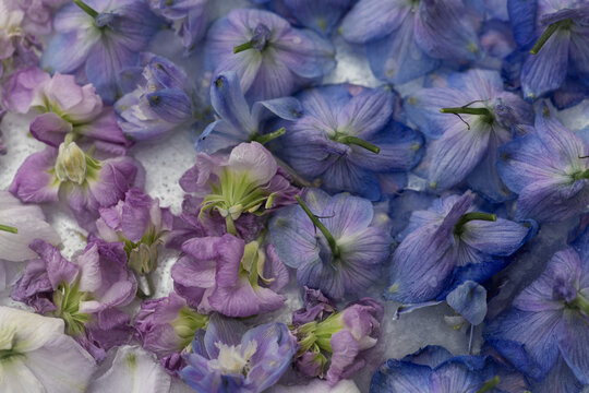 abstract purple and blue larkspur flowers background