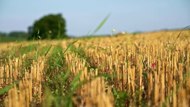 Harvested golden wheat field, harvest season on the farm in Poland. 4K footage