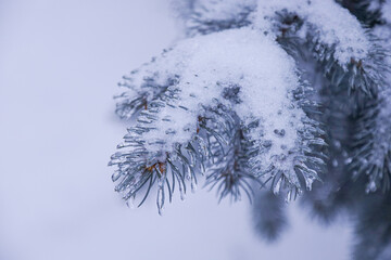 Frosty Pine Branch Covered in Snow and Ice © Sabineyro