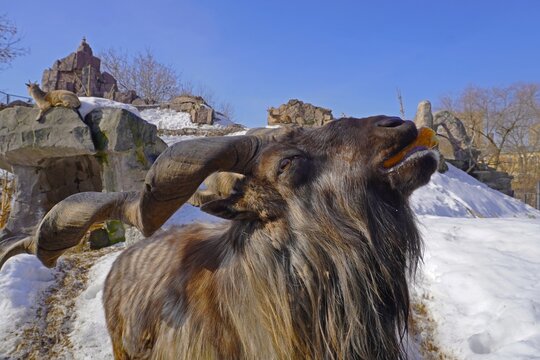 Capra Falconeri at the zoo. Close-up of an adult male with characteristic curled horns against the background of a winter aviary.