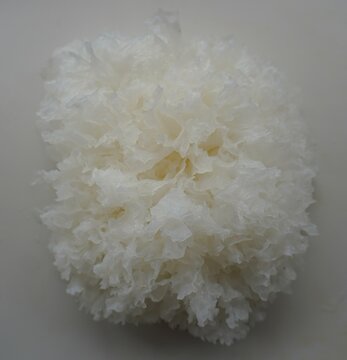 Mushroom tremella fucus-shaped on a white background. Tremella fuciformis water body with white structure, also known as snow mushroom, ice mushroom or silver egg.
