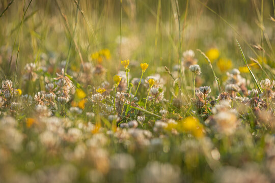Pretty buttercups and clover in a meadow, with evening light