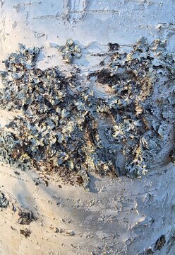 Green lichen growing on white birch tree bark texture 