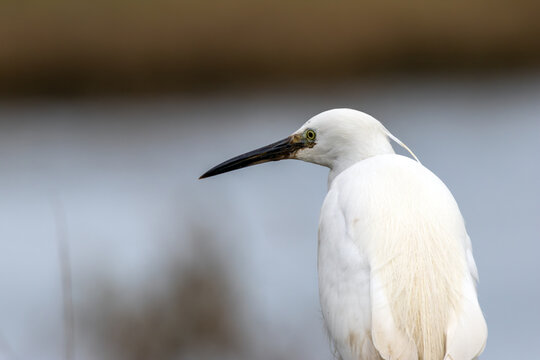 Adult little egret head-and-neck portrait
