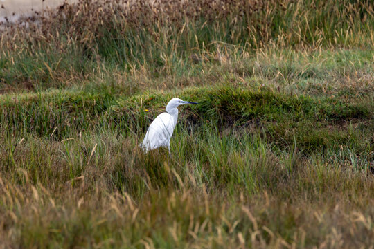 Little egret in saltmarsh grass