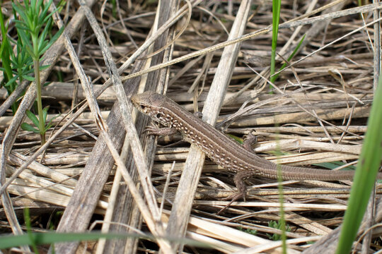 A small common lizard camouflaged in dry grass and foliage.