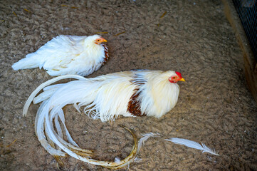 white chicken in the farm © zydrunas