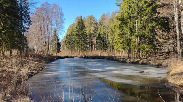 A field overgrown with tall grass, with a small patch of frozen water in the foreground.