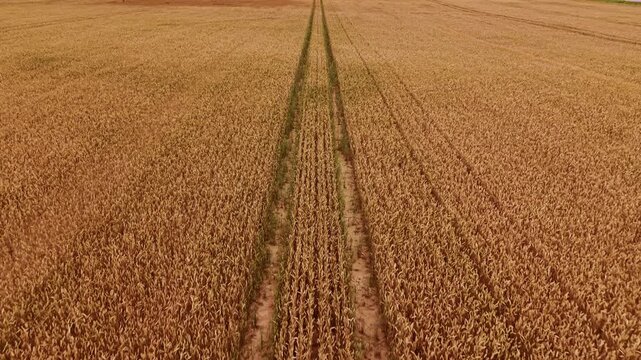 view of golden grain field with tractor tracks crossing vast rural farmland