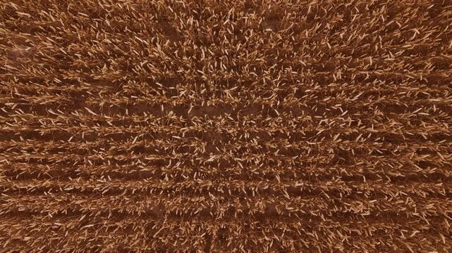 Top view of mature wheat stalks filling dry farmland with golden brown texture and natural rural pattern