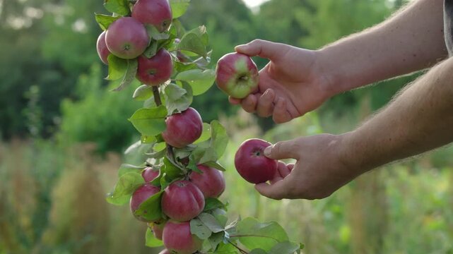 Man in agricultural setting carefully picks red apples from a branch while surrounded by lush greenery and blurred background of a fruit orchard, showcasing the harvest process in nature