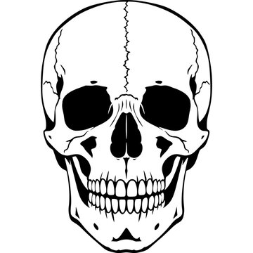 X Ray human skull anatomy. Cranium and jaw structure. Frontal radiology view. Monochrome illustration