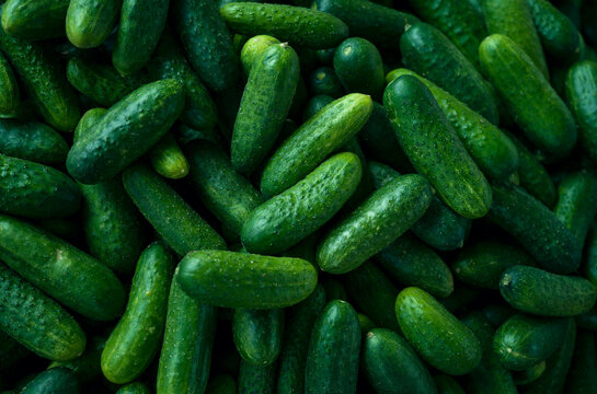 Cucumber close up background, many cucumbers top view