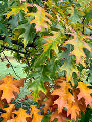 Oak tree branch with green, yellow and brown leaves changing color during fall season. Vertical © Razbitnov