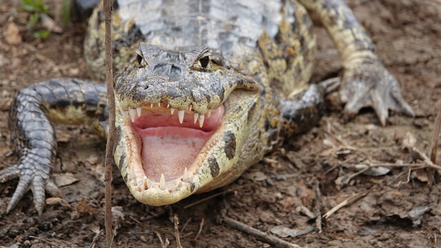 White Caiman Face, Close Up