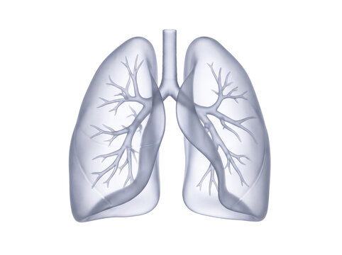 Human Lungs Anatomy: A transparent, schematic illustration of human lungs, showcasing the intricate bronchial tree and airways, symbolizing health and respiration.