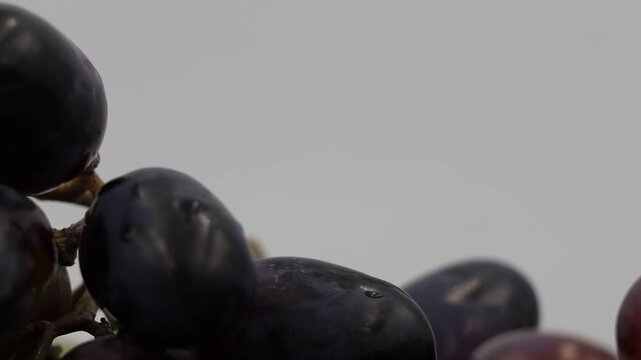 MVI timelapse of grapes on vine.