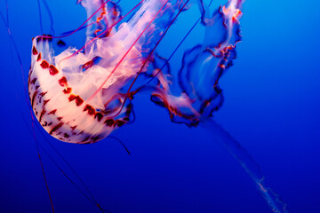 close up of a sea nettle jellyfish © Matthew Tighe