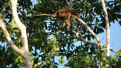 Cappuccino Monkey Eating on a Branch © Aurora