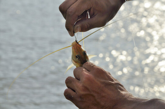 Fisherman unhooking a caught fish with hands near water