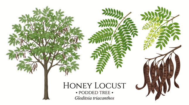 Very beautiful realistic vector set of Honey Locust (Gleditsia triacanthos) featuring the full tree, delicate compound leaves, small green flowers, and long brown seed pods, HONEY LOCUST &bull; PODDED TREE