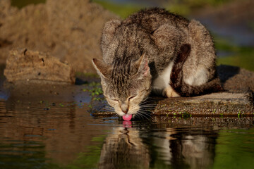 A cat drinking water from the river © Robert