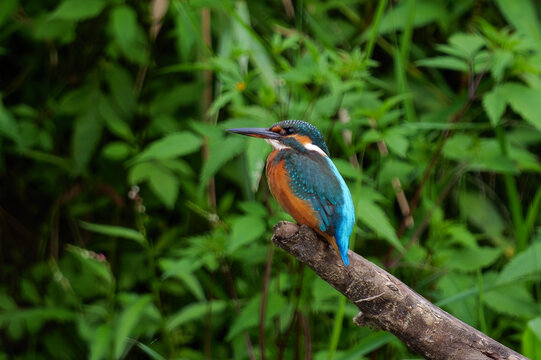 A kingfisher&mdash;a beautiful, colorful bird&mdash;set against the surrounding greenery.