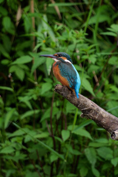 kingfisher on a branch